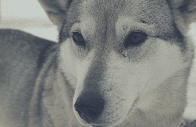 Devenir un meilleur leader: un travail de chien!